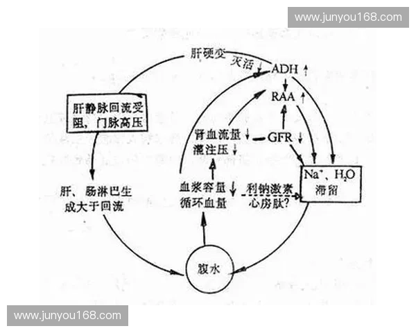 运动生理学家视角下的运动训练与人体适应机制探究与应用